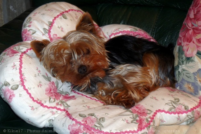 Photo de Yorkshire terrier