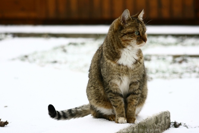 Photo de Chat domestique