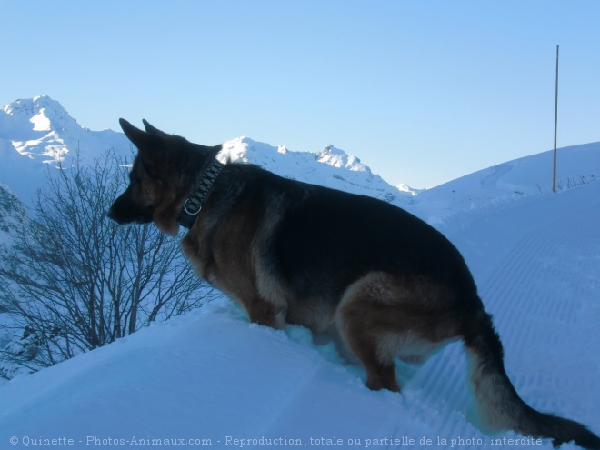 Photo de Berger allemand  poil court