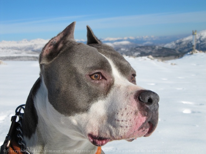 Photo d'American staffordshire terrier