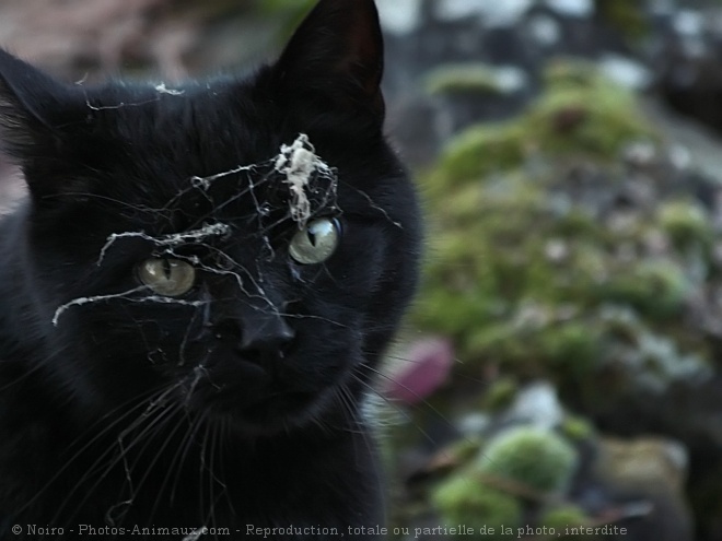 Photo de Chat domestique