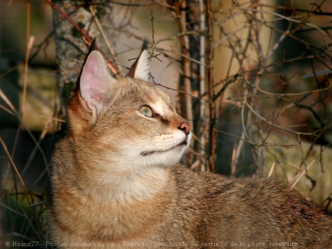 Photo de Chat des marais