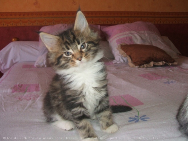 Photo de Maine coon