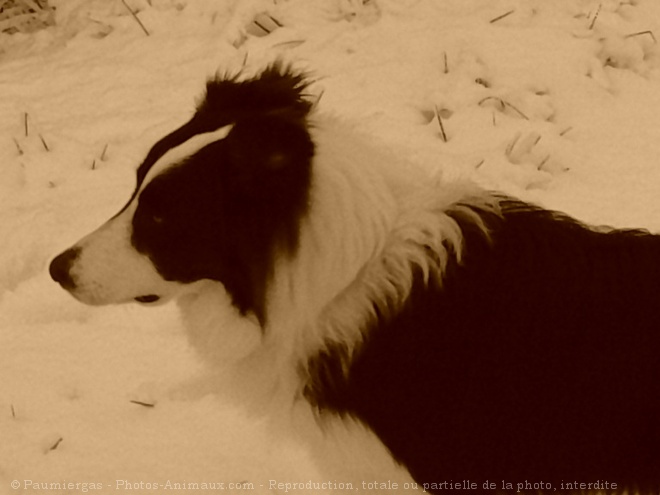 Photo de Border collie