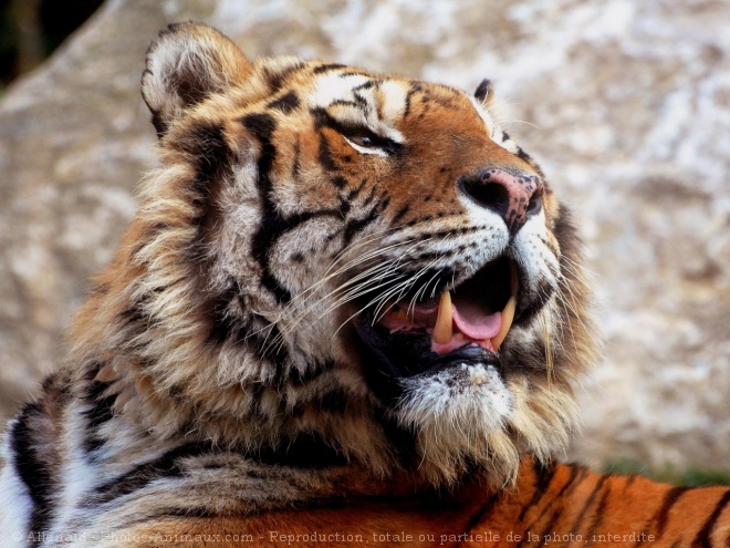 Photo de Tigre