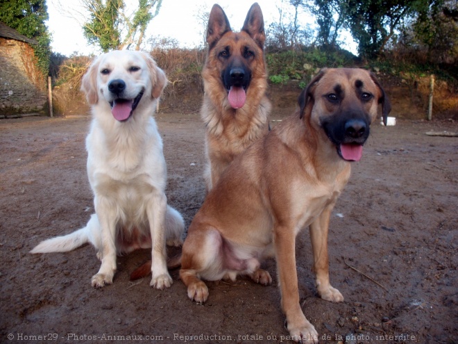 Photo de Races diffrentes