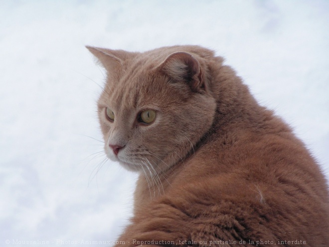 Photo de Chat domestique