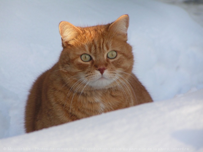 Photo de Chat domestique