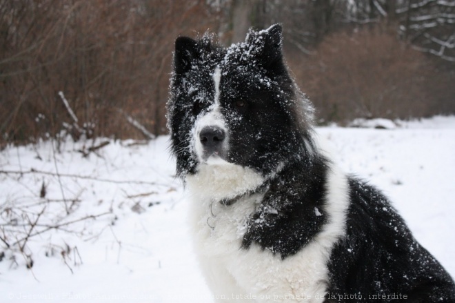 Photo d'Akita americain