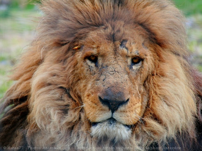 Photo de Lion