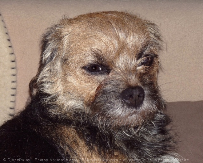 Photo de Border terrier