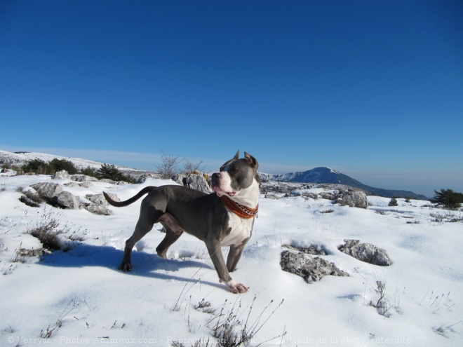 Photo d'American staffordshire terrier