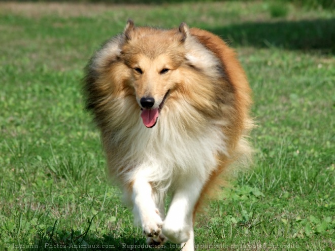 Photo de Chien de berger des shetland