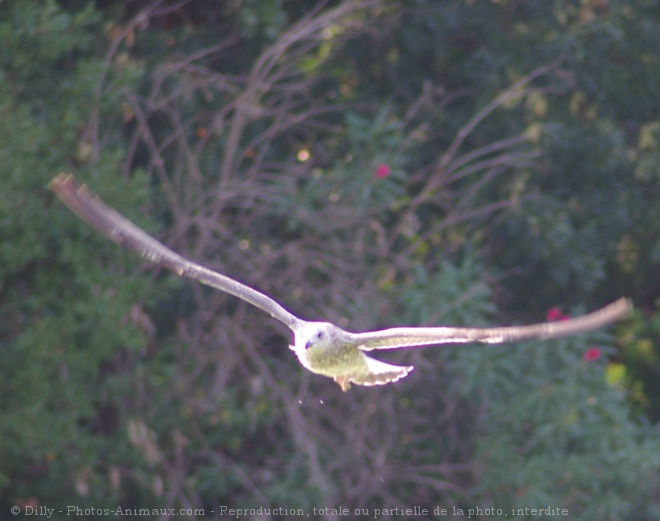 Photo de Mouette