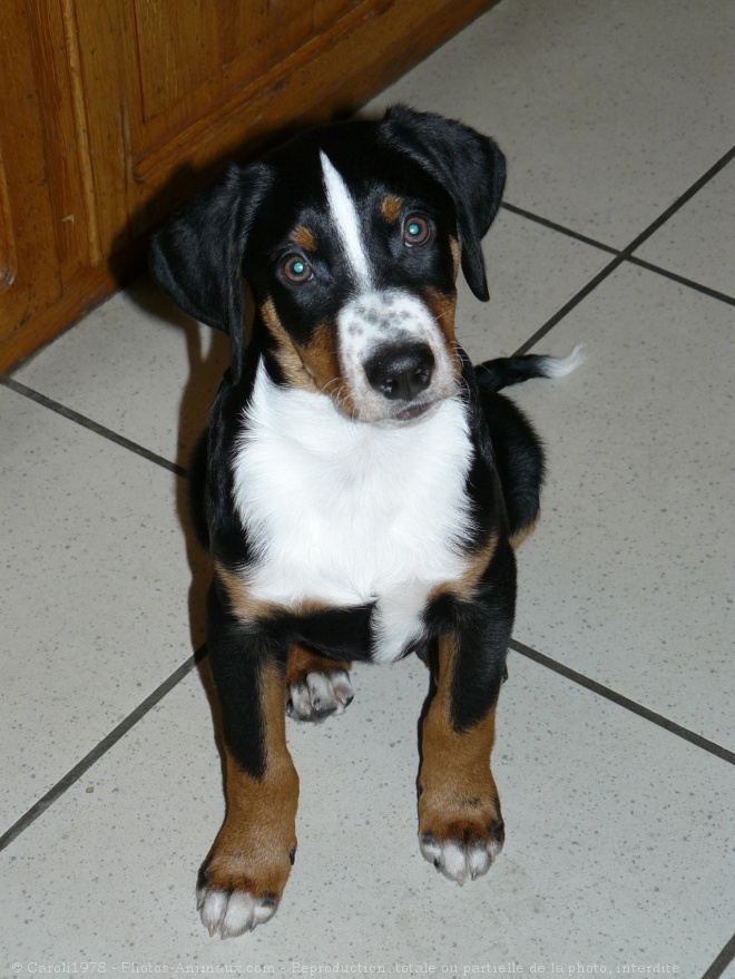 Photo de Bouvier de l'appenzell