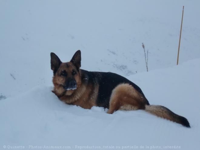 Photo de Berger allemand  poil court