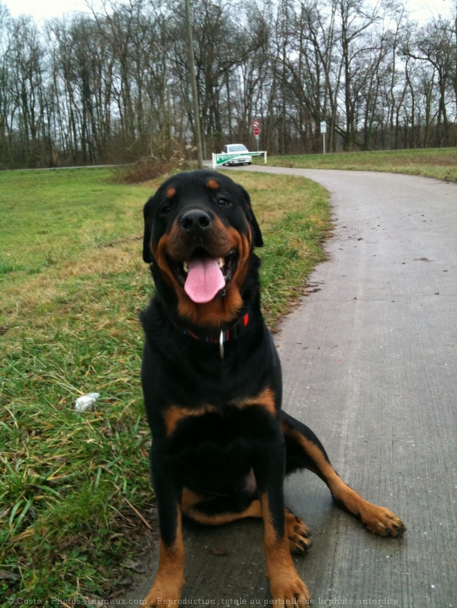 Photo de Rottweiler