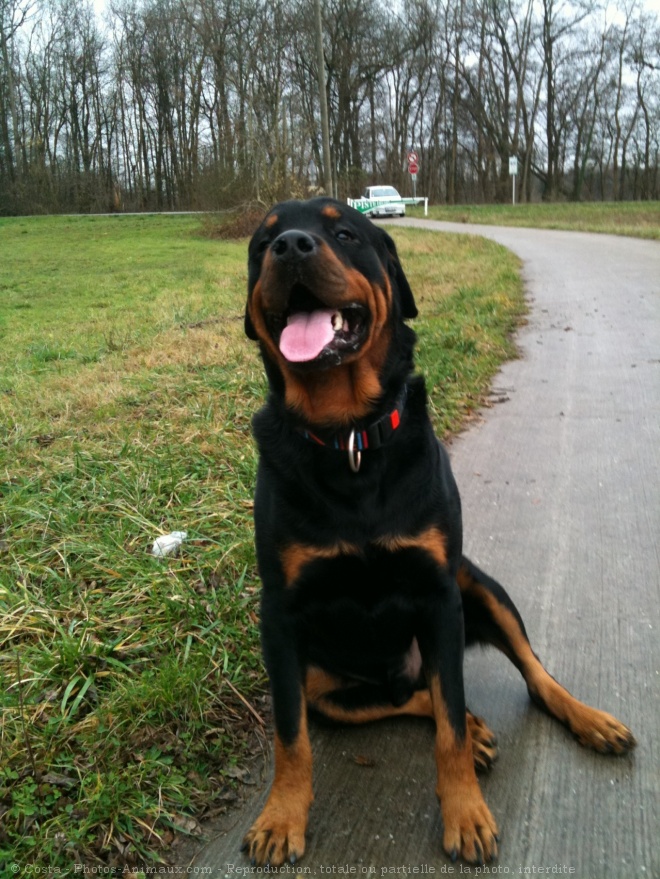 Photo de Rottweiler