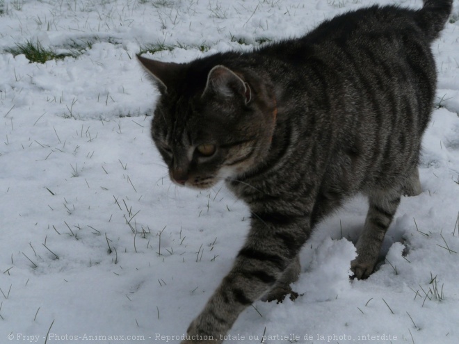 Photo de Chat domestique