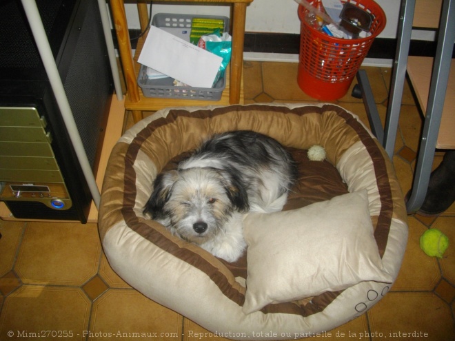 Photo de Shih tzu