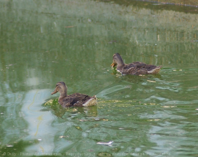 Photo de Canard colvert