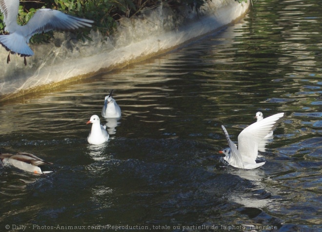 Photo de Mouette