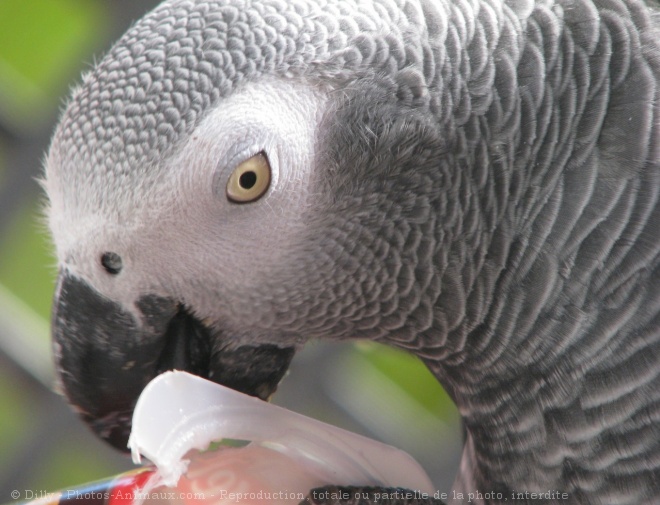 Photo de Perroquet - gris du gabon