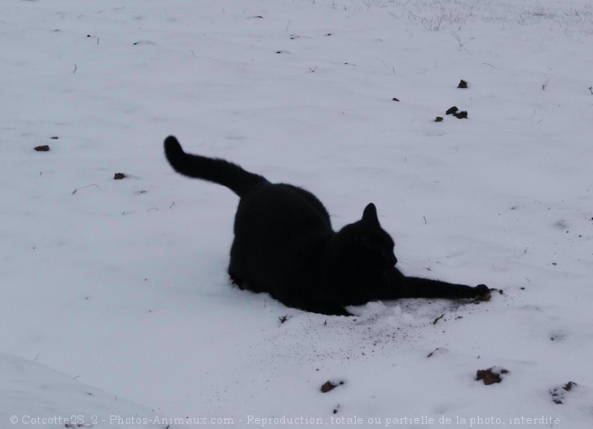 Photo de Chat domestique