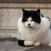 Photo de Chat domestique