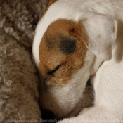 Photo de Jack russell terrier