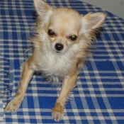 Photo de Chihuahua  poil long