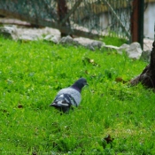 Photo de Pigeon