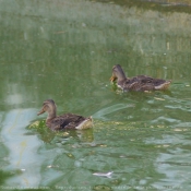 Photo de Canard colvert