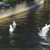 Photo de Mouette