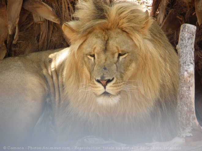 Photo de Lion