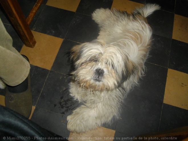 Photo de Shih tzu