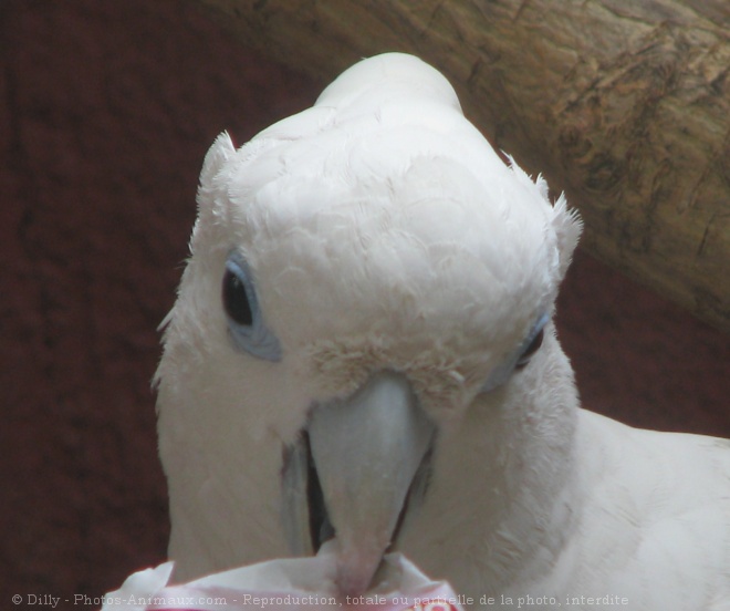 Photo de Cacatoes