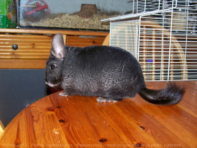 Photo de Chinchilla