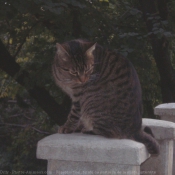 Photo de Chat domestique