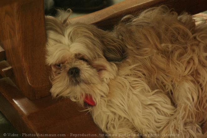 Photo de Shih tzu