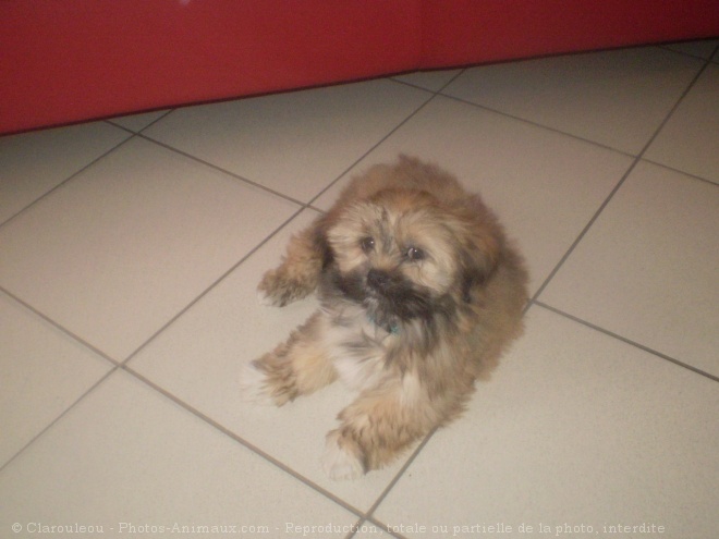 Photo de Lhassa apso