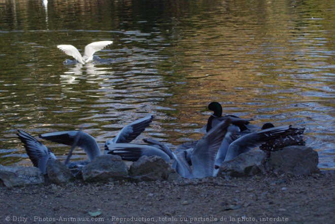 Photo de Mouette