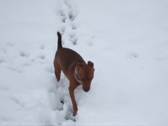 Photo de Pinscher nain