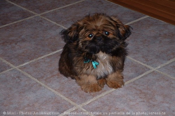 Photo de Shih tzu