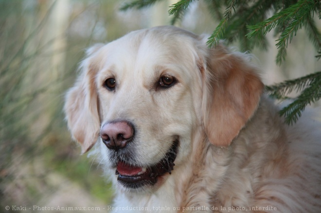 Photo de Golden retriever