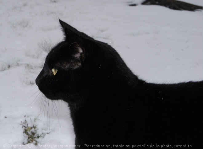 Photo de Chat domestique