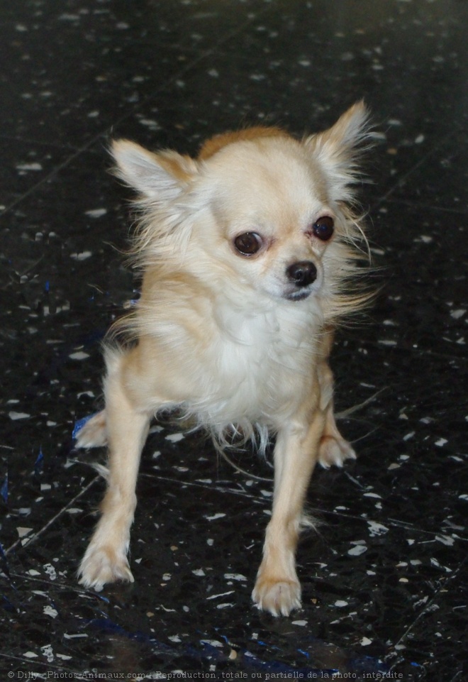 Photo de Chihuahua  poil long