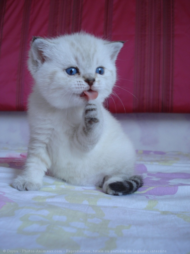 Photo de British shorthair