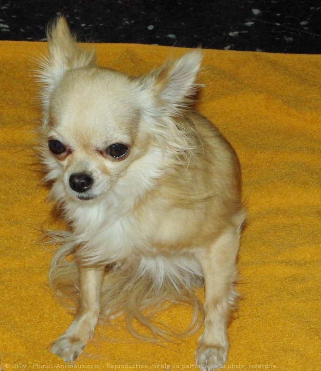 Photo de Chihuahua  poil long