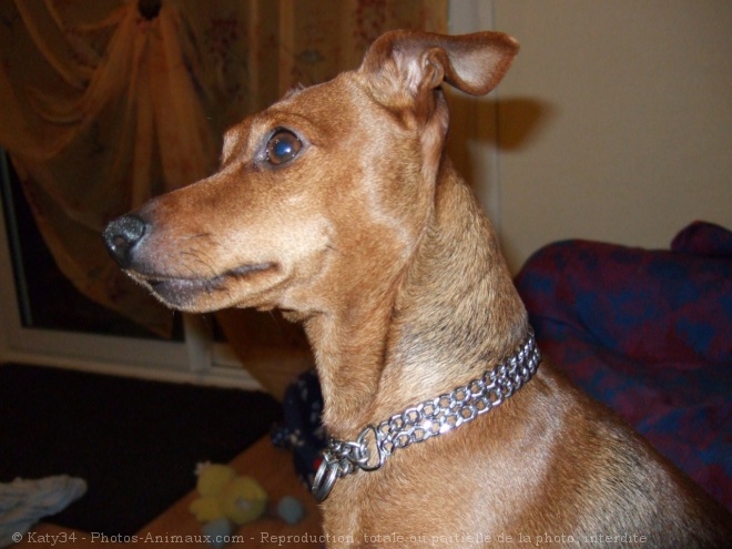 Photo de Pinscher nain